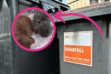 In Erfurt wurden zwei Kaninchen neben dem Müll entsorgt.