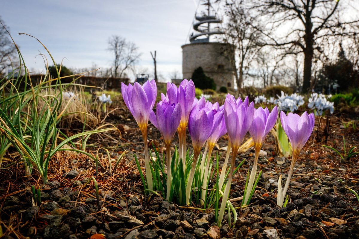 Der Winter ist fast geschafft und wir dürfen auf Frühling in Thüringen hoffen. (Archivbild)