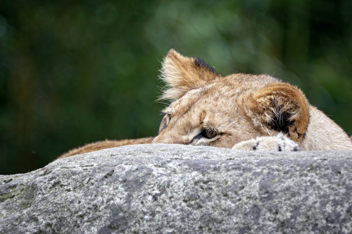 zoo leipzig