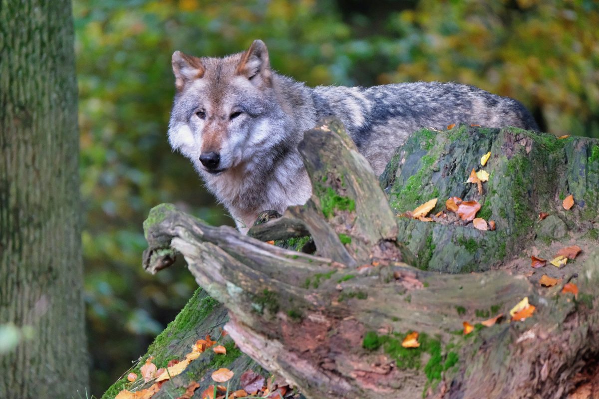 Wolf-Europaeischer Grauwolf in Thüringen in Aktion (Symbolbild)