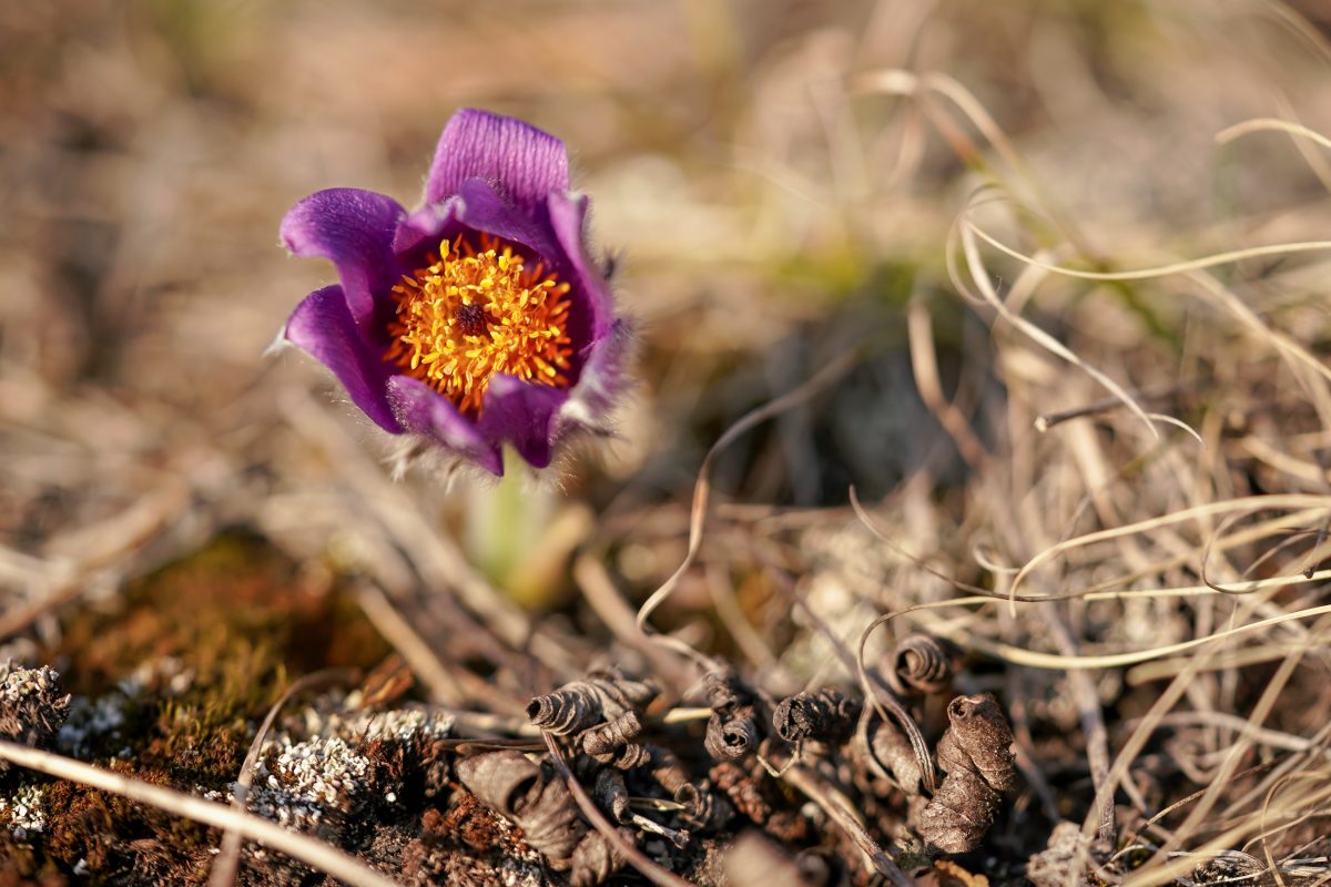 Ein Wettermodell sieht für Flora und Fauna schwarz. Auch in Thüringen dürfte der Frühling viel zu trocken werden. Oder doch nicht?