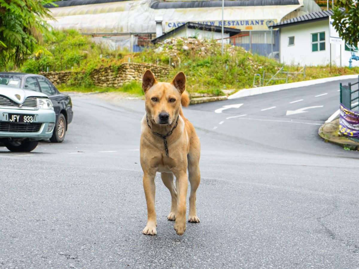 Hund auf der Straße