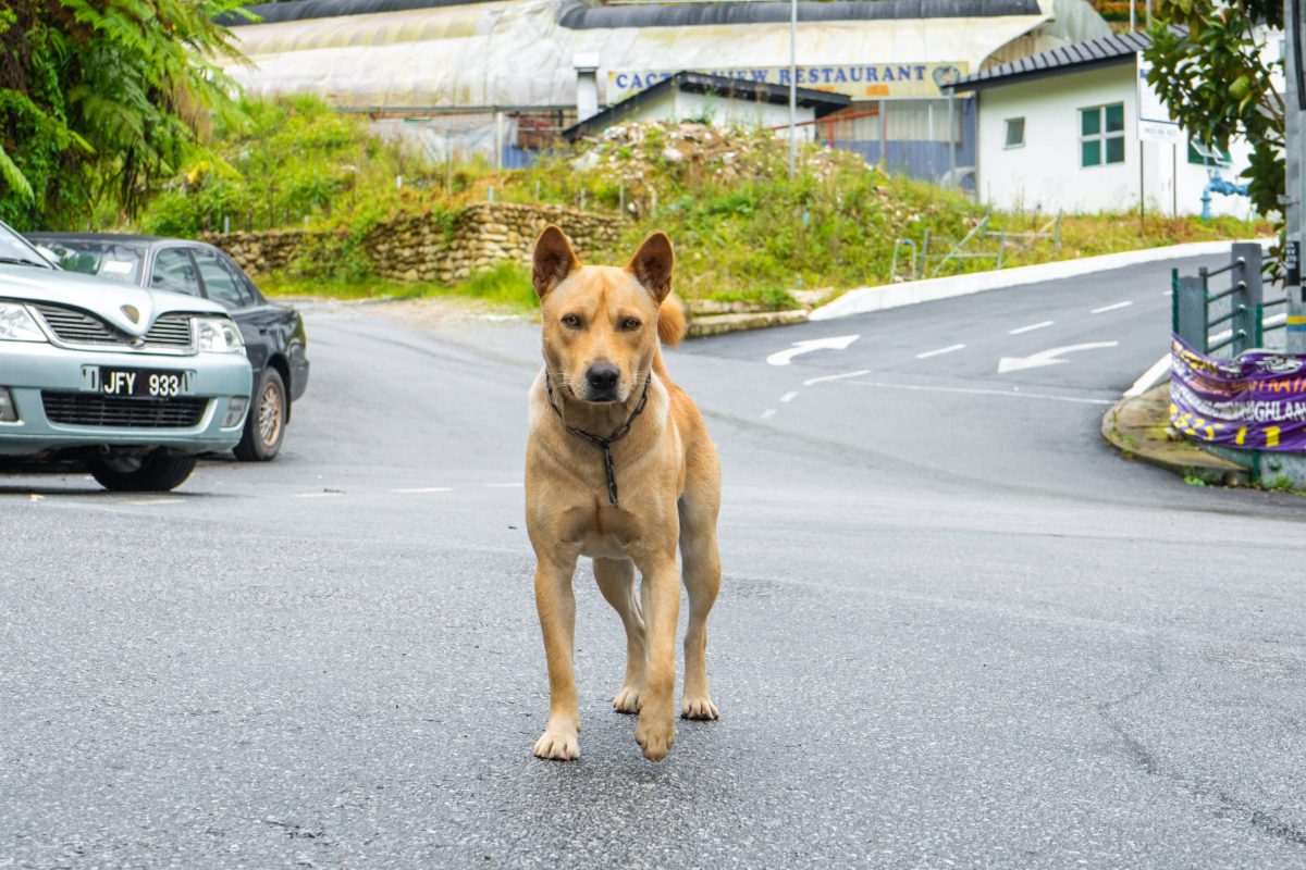 Hund auf der Straße