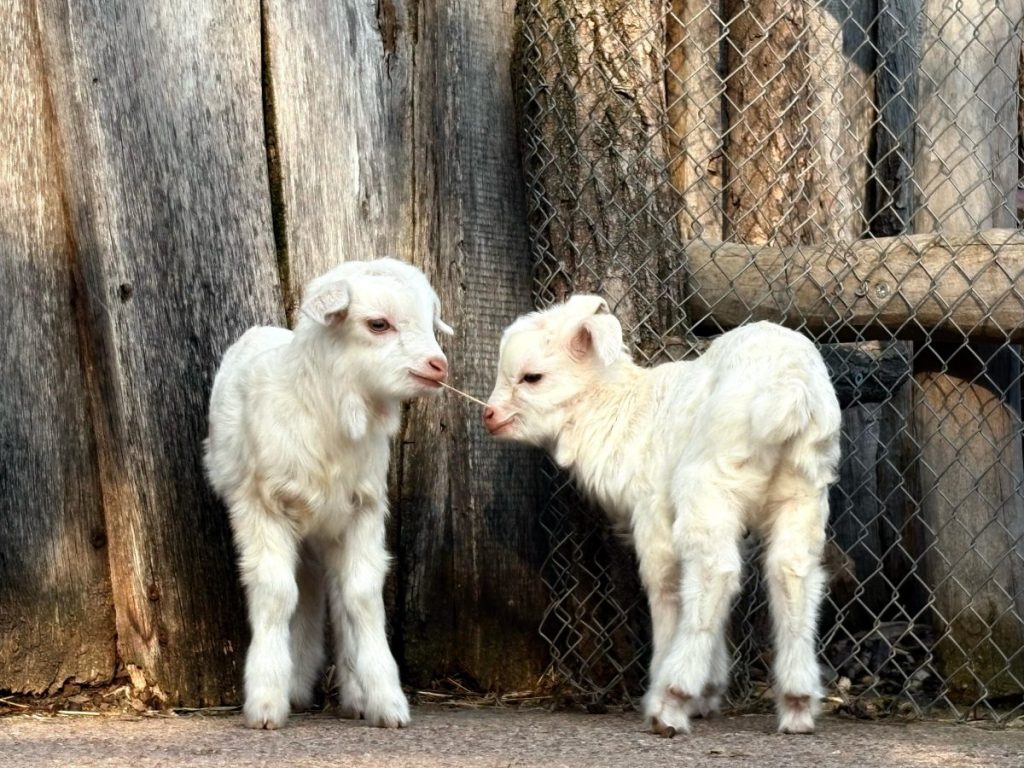 zoo erfurt