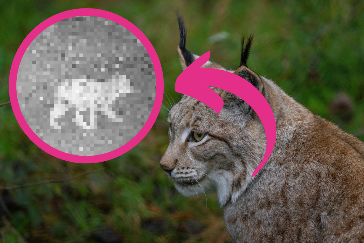 In Thüringen hat eine Wildtierkamera eine sensationelle Aufnahme gemacht.