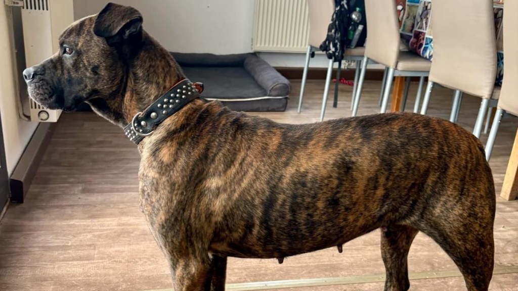 Nach der schweren Operation gibt es für Molly aus Nordhausen ein Happy End.