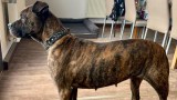 Nach der schweren Operation gibt es für Molly aus Nordhausen ein Happy End.