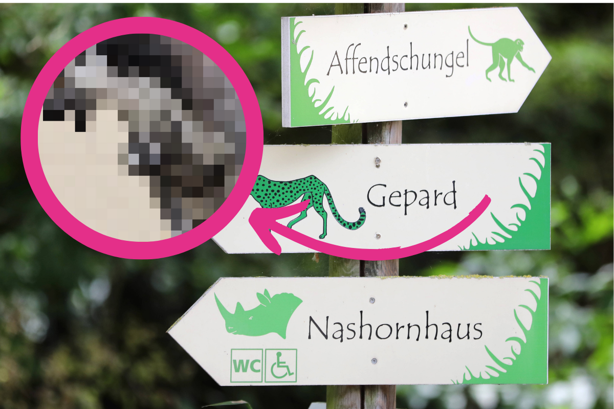 Zuckersüßer Nachwuchs im Zoo in Erfurt.