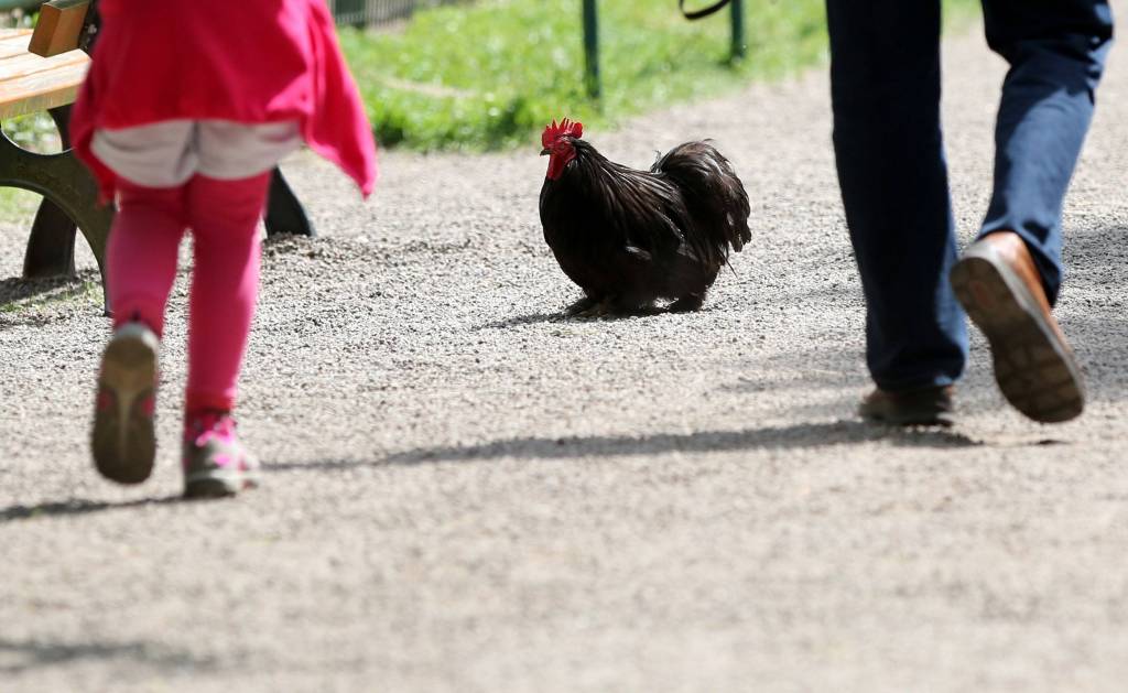ein schwarzer Hahn wandert durch den Tierpark Gotha