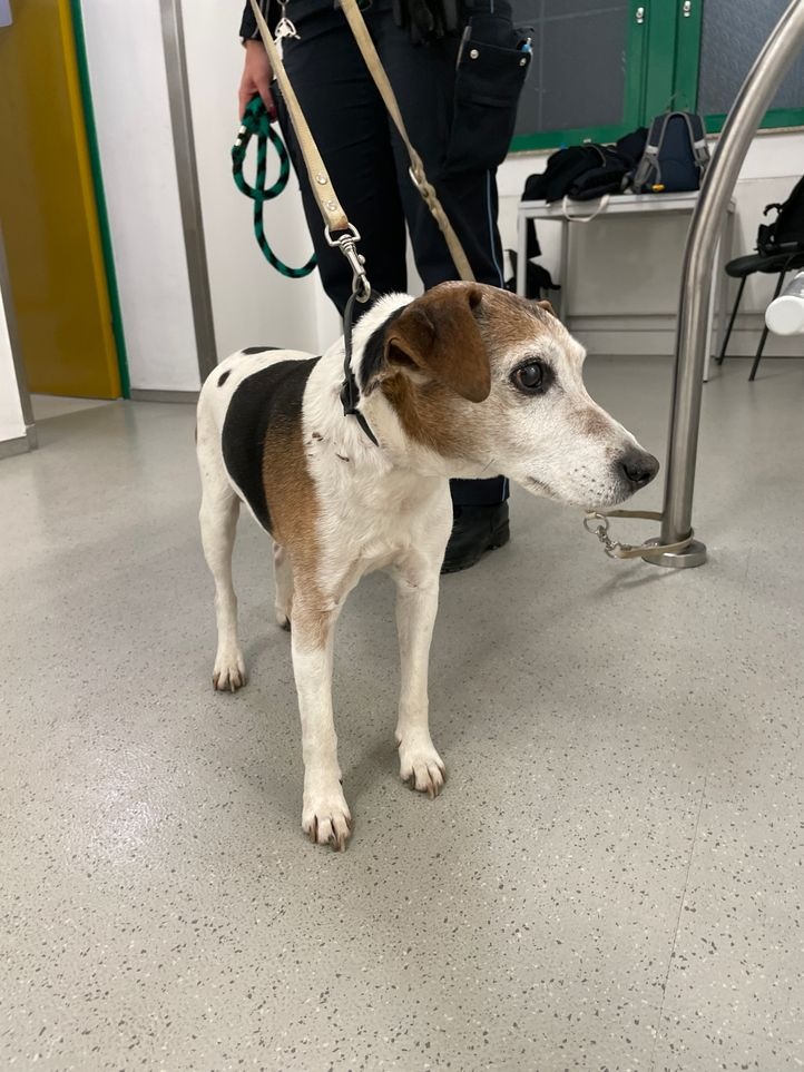 thueringen hund