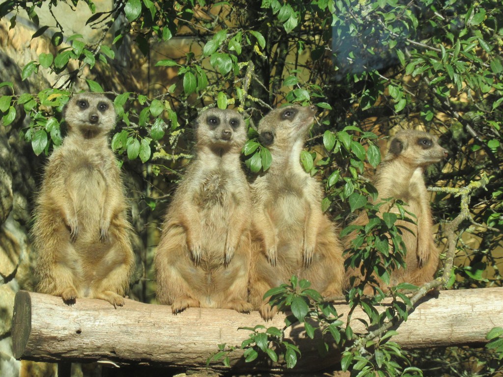 vier Erdmännchen im Tiergarten Eisenberg