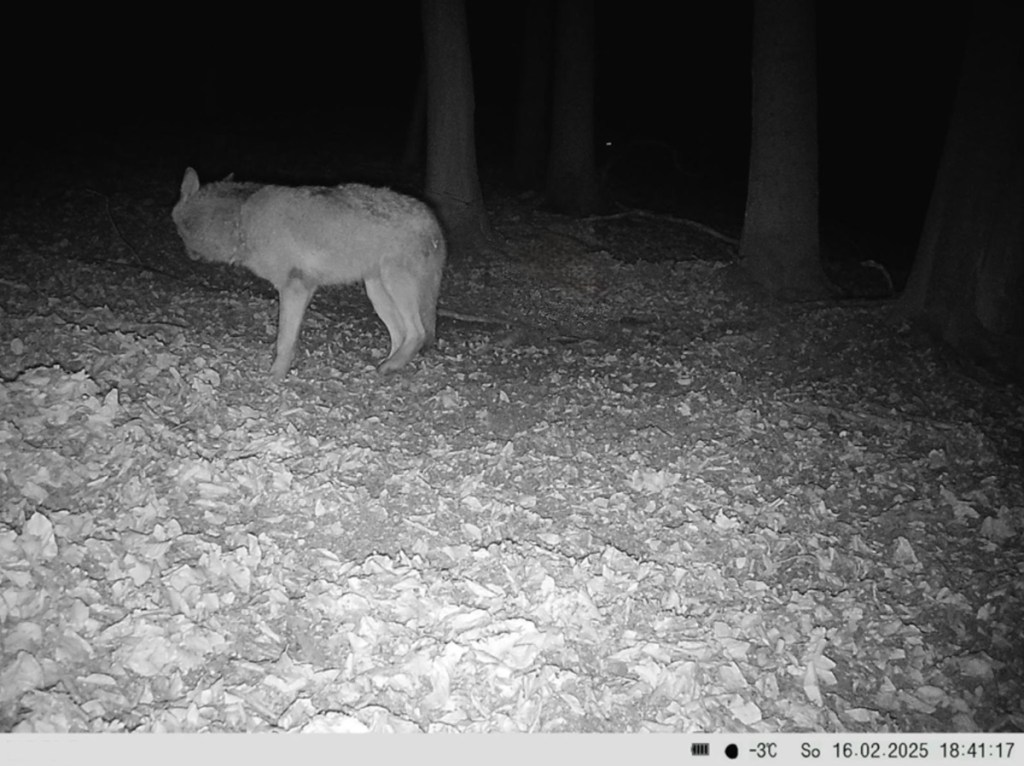wolf