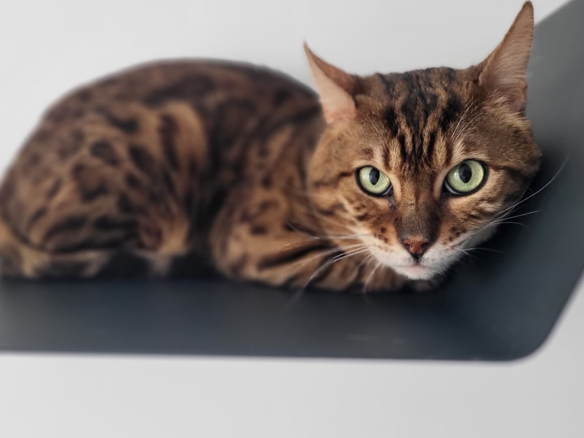 Leo aus dem Tierheim in Nordhausen sucht eine neue Familie.