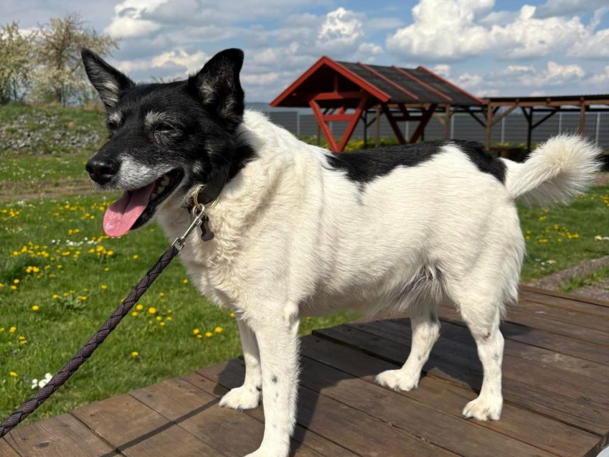 Lucky tierheim Nordhausen
