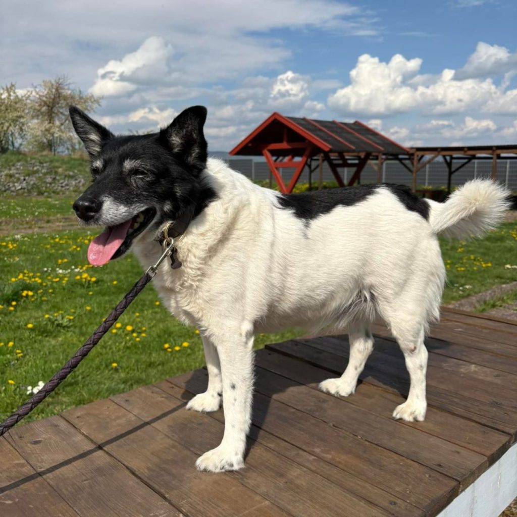 Lucky tierheim Nordhausen
