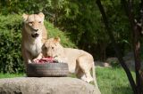 zoo-leipzig