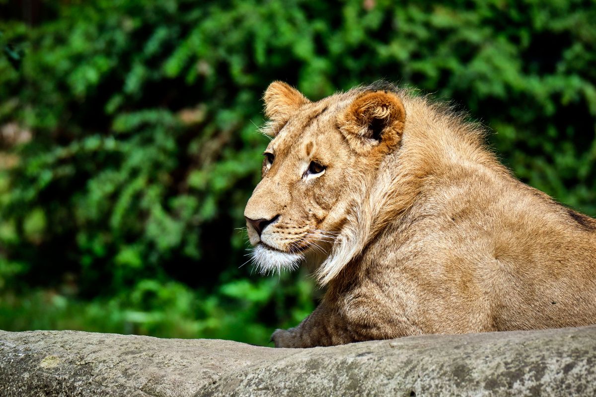 Zoo-Leipzig-Tsch-ss-Bahati-Jetzt-offenbart-eine-Pflegerin-pikante-Details