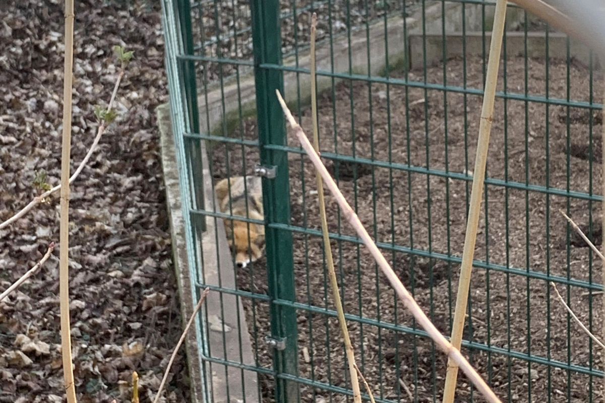 Thüringer Tierschützer gehen auf die Barrikaden! 