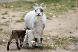 Nachwuchs-News aus dem Zoo Erfurt. (Archivbild)
