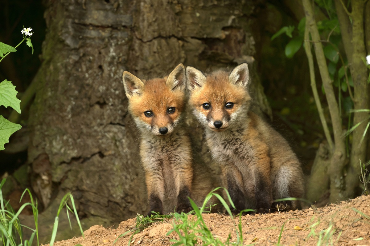 Kleine Fuchsbabys kämpfen derzeit in einem Tierheim in Thüringen um ihr Leben. (Symbolbild)