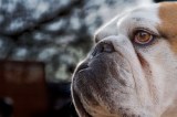 Für eine englische Bulldogge in Thüringen geht es um Leben und Tod. (Symbolbild)
