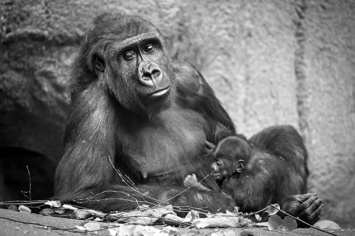 Gorilla Kibara im Zoo Leipzig