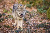 Wolf im Wald