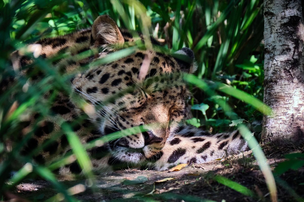 zoo-leipzig