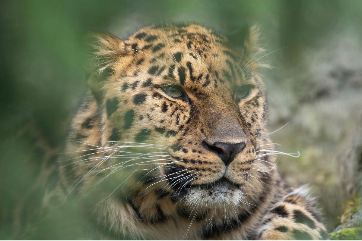 zoo-leipzig
