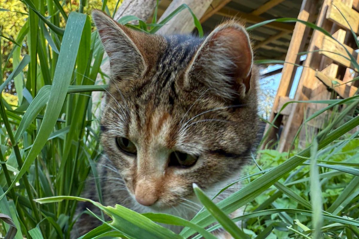 Th-ringen-Kleine-Katze-wird-Opfer-von-grausamer-Tat-Wir-sind-fassungslos-