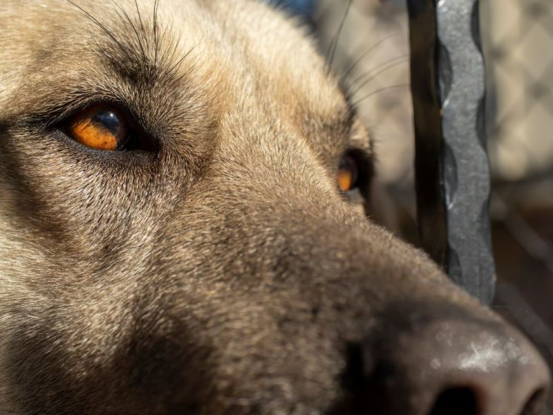 Tierheim in Thüringen: Schicksal von Hündin Xena schockiert – “Eingesperrt und schlecht gehalten”