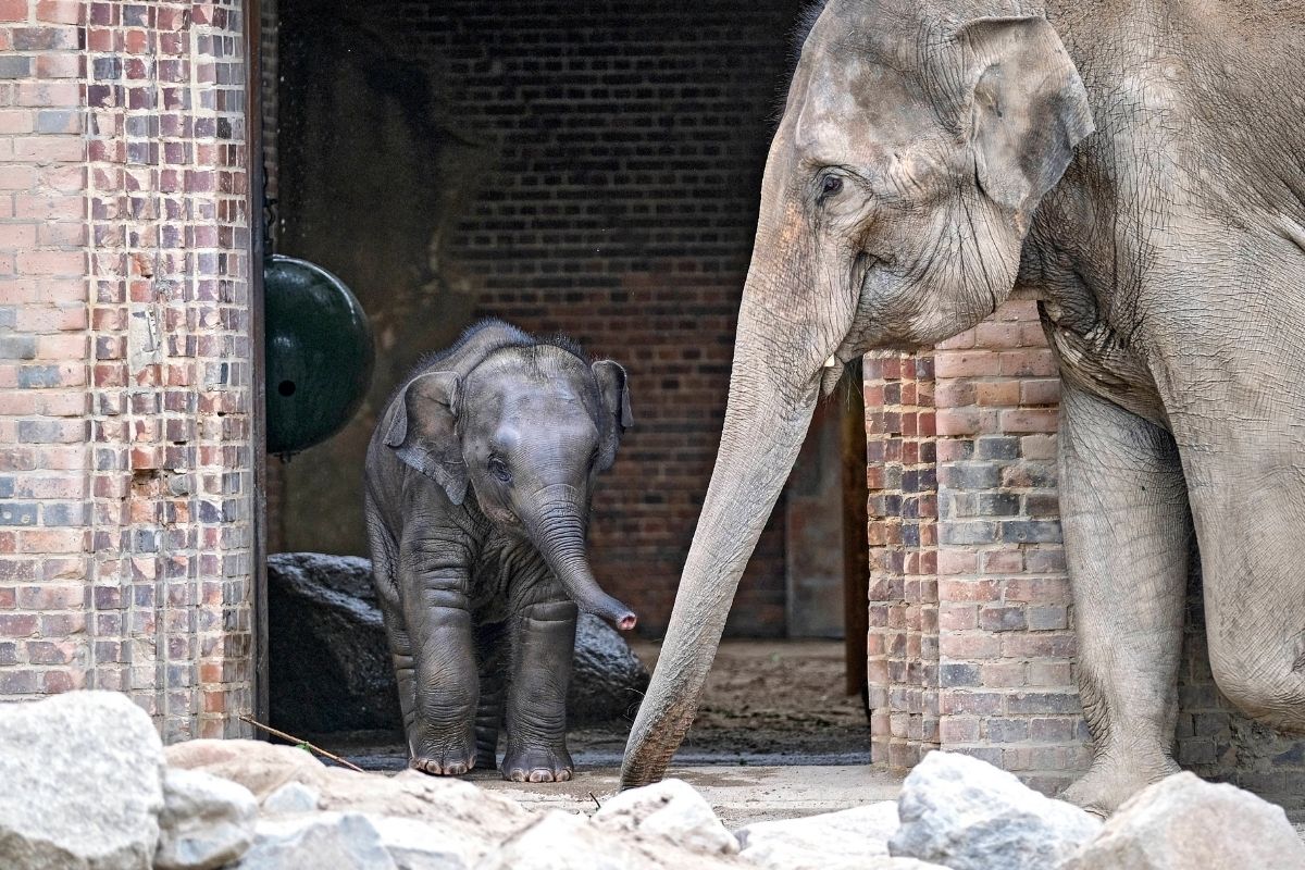 Zoo-Leipzig-Schicksal-von-Mutter-Tochter-Duo-besiegelt-Bewegende-Geschichte-