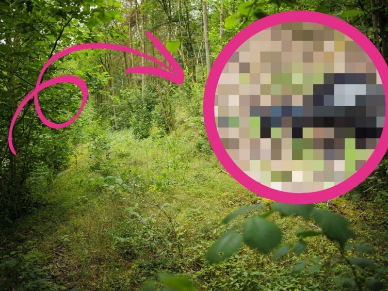Thüringen: Giftige Krabbler auf dem Vormarsch! Du solltest die Augen offen halten