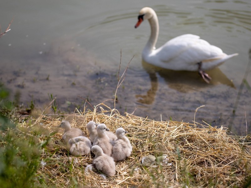 Thüringen: Baby-Drama am Teich! Plötzlich sind sie spurlos verschwunden