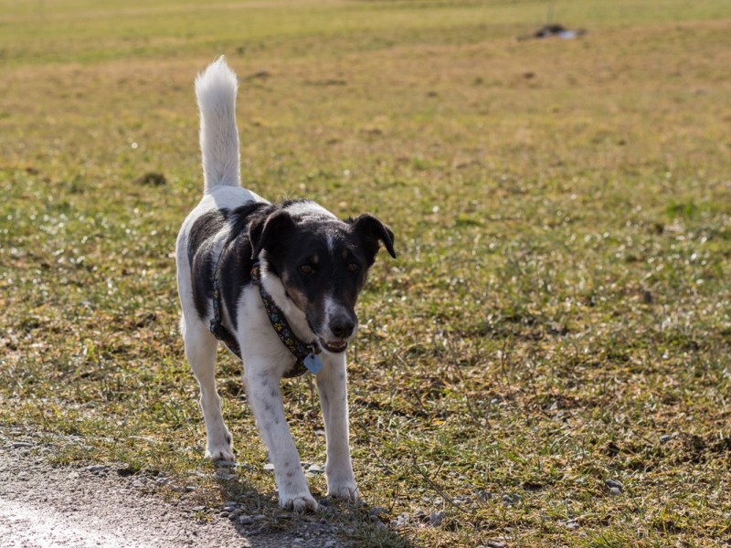 Thüringer Hunde-Besitzer wollen Charly einschläfern lassen – der Tierarzt greift sofort zum Hörer