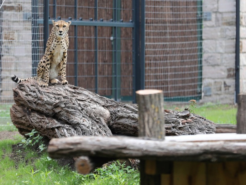 Zoo Erfurt verkündet es! Jetzt hoffen alle nur auf eins