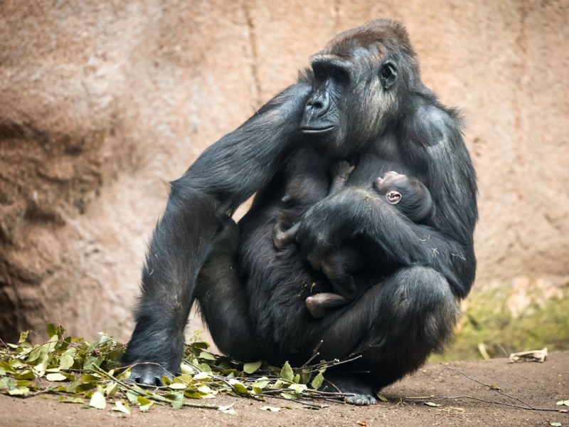 Zoo Leipzig: Nach dem Tod von Kio und Kibara gibt es keinen Zweifel mehr