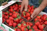 Erfurt Erdbeeren