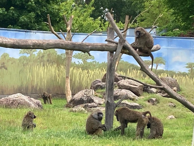 Tierpark in Thüringen: Abschied von Besucher-Lieblingen! „Fällt uns schwer“