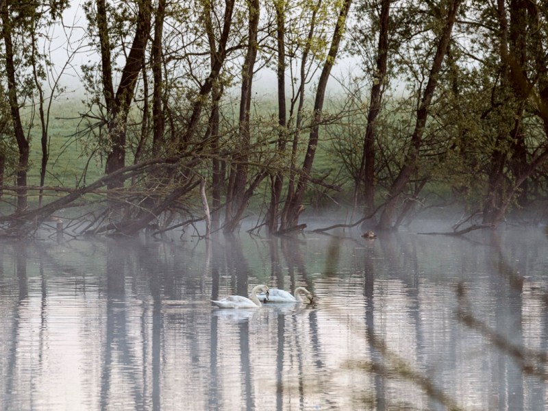 Thüringen: Grausames Gemetzel! Spaziergänger machen furchtbare Beobachtung am Teich