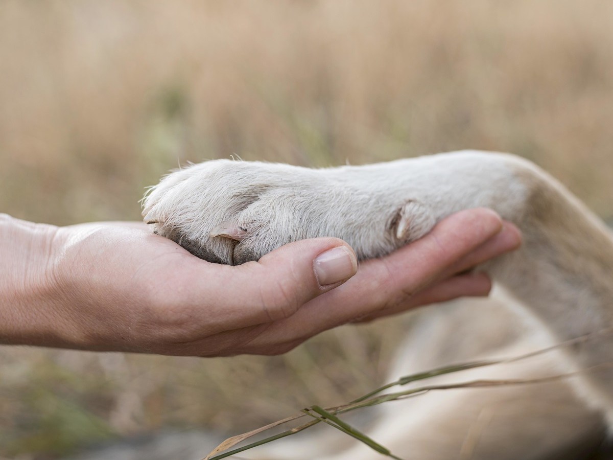 Tierheim in Thüringen: Hunde-Schicksal macht sprachlos! „Unglaublich, was er erleben musste“