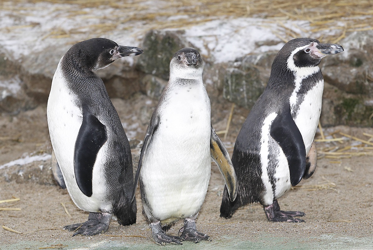 Zoo-im-Osten-Trauriger-Abschied-Nicht-leicht-zu-verkraften-