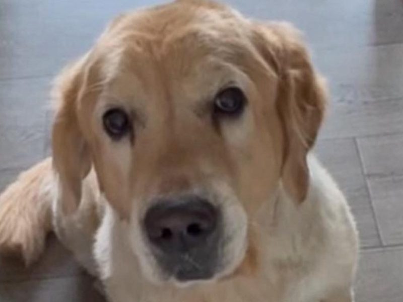 Mailo soll sterben! Jetzt bleibt dem Hund aus Thüringen nur noch eine Chance