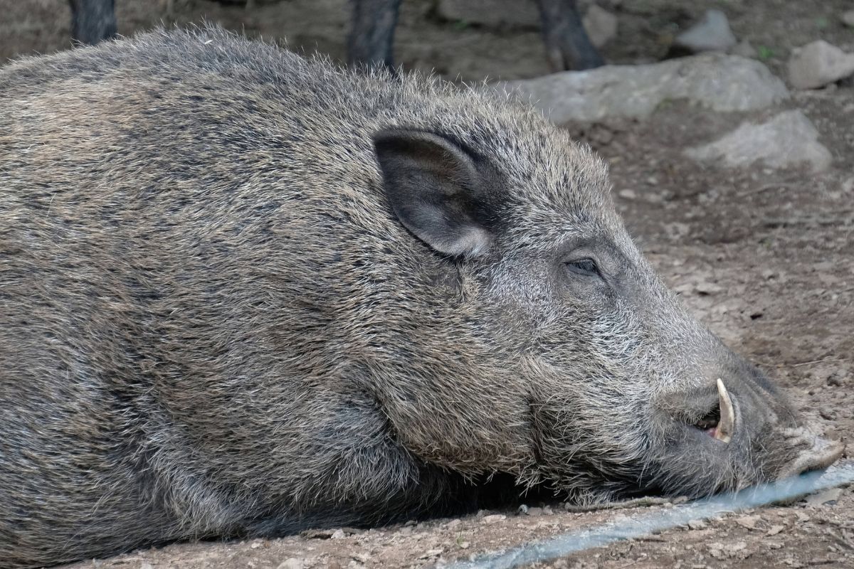 Th-ringen-Afrikanische-Schweinepest-breitet-sich-weiter-aus-Ministerium-schl-gt-Alarm