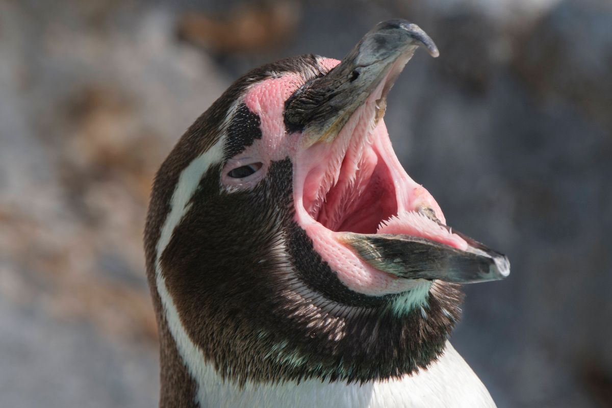 Zoo-im-Osten-Direktor-wird-deutlich-Werde-Pinguine-nicht-in-den-Krieg-schicken-