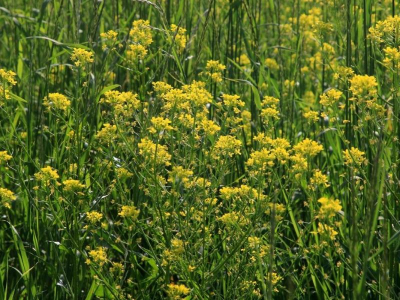 Thüringen: Gelbe „Sintflut“ wird zur Bedrohung! Auch du bist gefragt