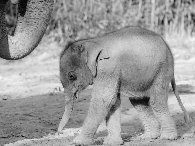 Zoo Leipzig: Todes-Drama nach bitterem Abschied! „Wettlauf gegen die Zeit“