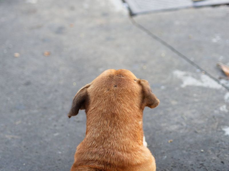 Thüringer völlig fassungslos! Passanten retten kleinem Hund das Leben
