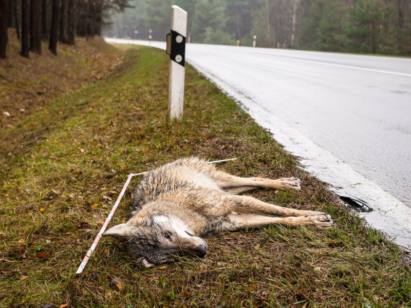 Toter Wolf in Thüringen wurde nicht überfahren! Neue Details erschüttern