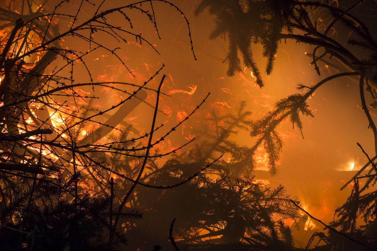 Nach-historischem-Waldbrand-in-Th-ringen-stellt-sich-die-Frage